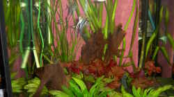 Besatz im Aquarium Becken 14329