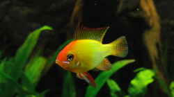 Goldfisch ;-)