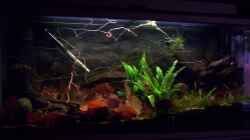 Aquarium Feuerwasser / Nur noch Beispiel /
