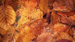 Buchenlaub
