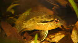 Bujurquina spec. Bolivien