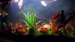 Aquarium Feuerwasser / Nur noch Beispiel /