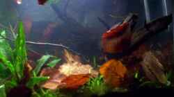 Aquarium Feuerwasser / Nur noch Beispiel /