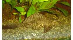 Besatz im Aquarium Fluval Venezia 350