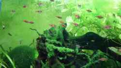 Trigonostigma espei ´Schwarm´