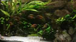 Besatz im Aquarium Büro