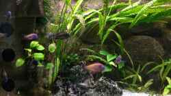 Besatz im Aquarium Büro