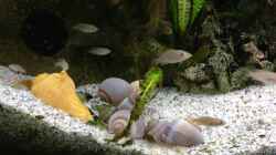 Besatz im Aquarium Büro