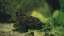 Besatz im Aquarium Becken 147