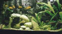 Dekoration im Aquarium Becken 147