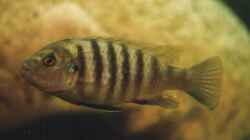 Besatz im Aquarium Becken 147