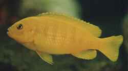 Besatz im Aquarium Becken 147