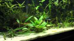 Aquarium Becken 14701