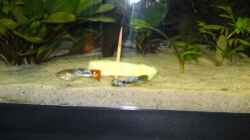 eigene Guppy nachzucht