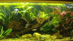 Aquarium Becken 14713