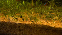 Besatz im Aquarium Deltabecken