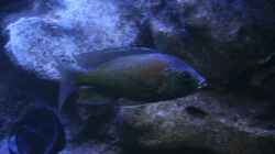 C.borley red fin 