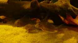 Besatz im Aquarium Amazonas Aufzucht (aufgelöst)
