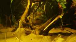 Besatz im Aquarium Amazonas Aufzucht (aufgelöst)