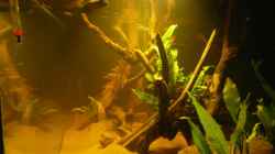 Aquarium Amazonas Aufzucht (aufgelöst)