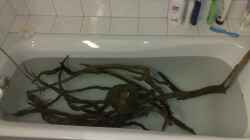 Dekoration im Aquarium Amazonas Aufzucht (aufgelöst)