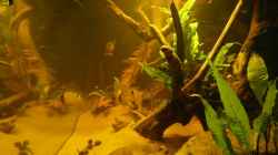 Pflanzen im Aquarium Amazonas Aufzucht (aufgelöst)