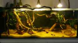 Aquarium Amazonas Aufzucht (aufgelöst)