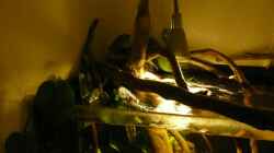 Pflanzen im Aquarium Amazonas Aufzucht (aufgelöst)