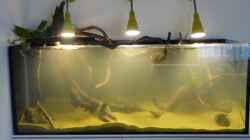 Dekoration im Aquarium Amazonas Aufzucht (aufgelöst)