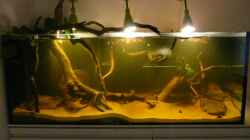 Dekoration im Aquarium Amazonas Aufzucht (aufgelöst)