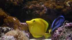 Zebrasoma flavescens mit Paracanthurus hepatus