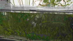 Aquarium Becken 1483