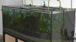 Aquarium Becken 1483