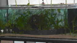Aquarium Becken 1483