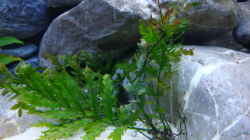 Pflanzen im Aquarium Becken 14894 (nur noch Beispiel)