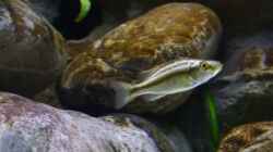 Besatz im Aquarium Becken 14894 (nur noch Beispiel)