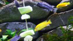 Besatz im Aquarium Becken 14894 (nur noch Beispiel)