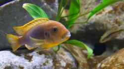 iodotropheus spengerae