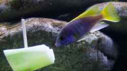 pseudotropheus acei