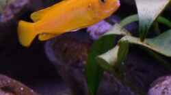 Besatz im Aquarium Becken 14894 (nur noch Beispiel)