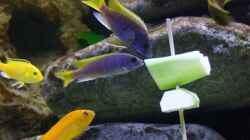Besatz im Aquarium Becken 14894 (nur noch Beispiel)