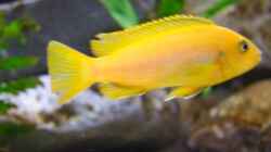Besatz im Aquarium Becken 14894 (nur noch Beispiel)