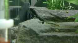 Besatz im Aquarium Becken 14957