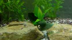 Hygrophila corymbosa