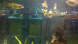 Besatz im Aquarium Becken 14957
