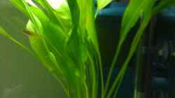 Echinodorus bleheri