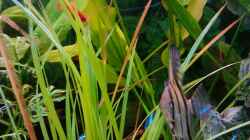 Skalar var wild, Platy, Neons