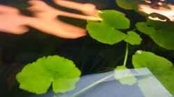 Schwimmplanze 2