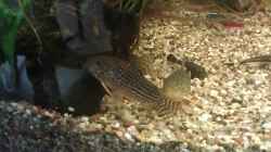 Leopard-Panzerwels	Corydoras leopardus