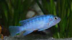 Besatz im Aquarium mp Scubabay